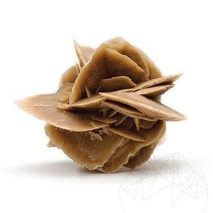 Desert Rose - De Desert Rose KG
